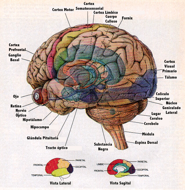 El cerebro humano es todavia